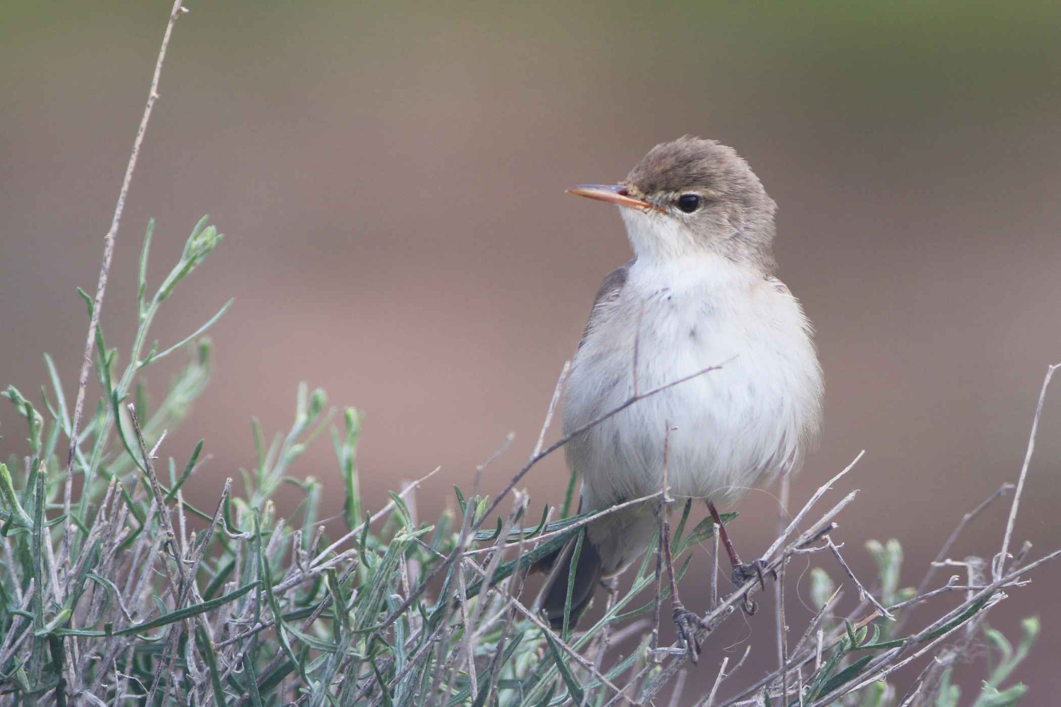 Upcher's Warbler